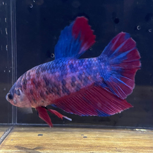 the-fish-farm Premium Male Betta Giant Plakat Multi-Coloured Male Betta - One Only - 7 Buy this Giant Plakat Multi-Coloured Male Betta - One Only - 1 in Australia