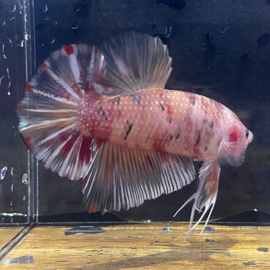 the-fish-farm Premium Male Betta Giant Plakat Multi-Coloured Male Betta - One Only - 8 Buy this Giant Plakat Multi-Coloured Male Betta - One Only - 1 in Australia