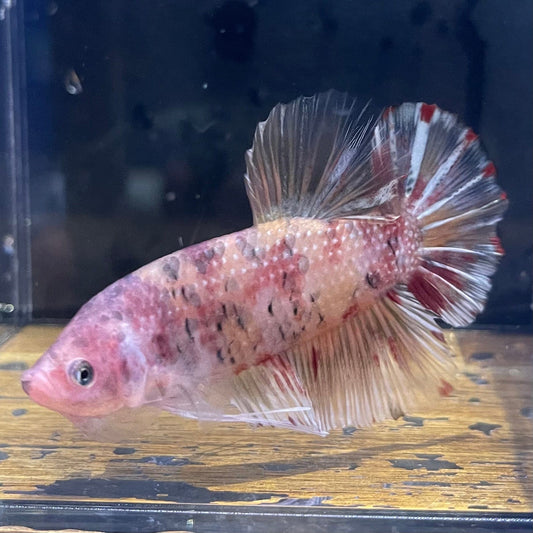 the-fish-farm Premium Male Betta Giant Plakat Multi-Coloured Male Betta - One Only - 8 Buy this Giant Plakat Multi-Coloured Male Betta - One Only - 1 in Australia