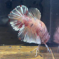 the-fish-farm Premium Male Betta Giant Plakat Multi-Coloured Male Betta - One Only - 8 Buy this Giant Plakat Multi-Coloured Male Betta - One Only - 1 in Australia