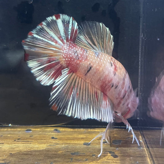 the-fish-farm Premium Male Betta Giant Plakat Multi-Coloured Male Betta - One Only - 8 Buy this Giant Plakat Multi-Coloured Male Betta - One Only - 1 in Australia