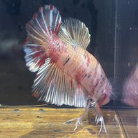 the-fish-farm Premium Male Betta Giant Plakat Multi-Coloured Male Betta - One Only - 8 Buy this Giant Plakat Multi-Coloured Male Betta - One Only - 1 in Australia