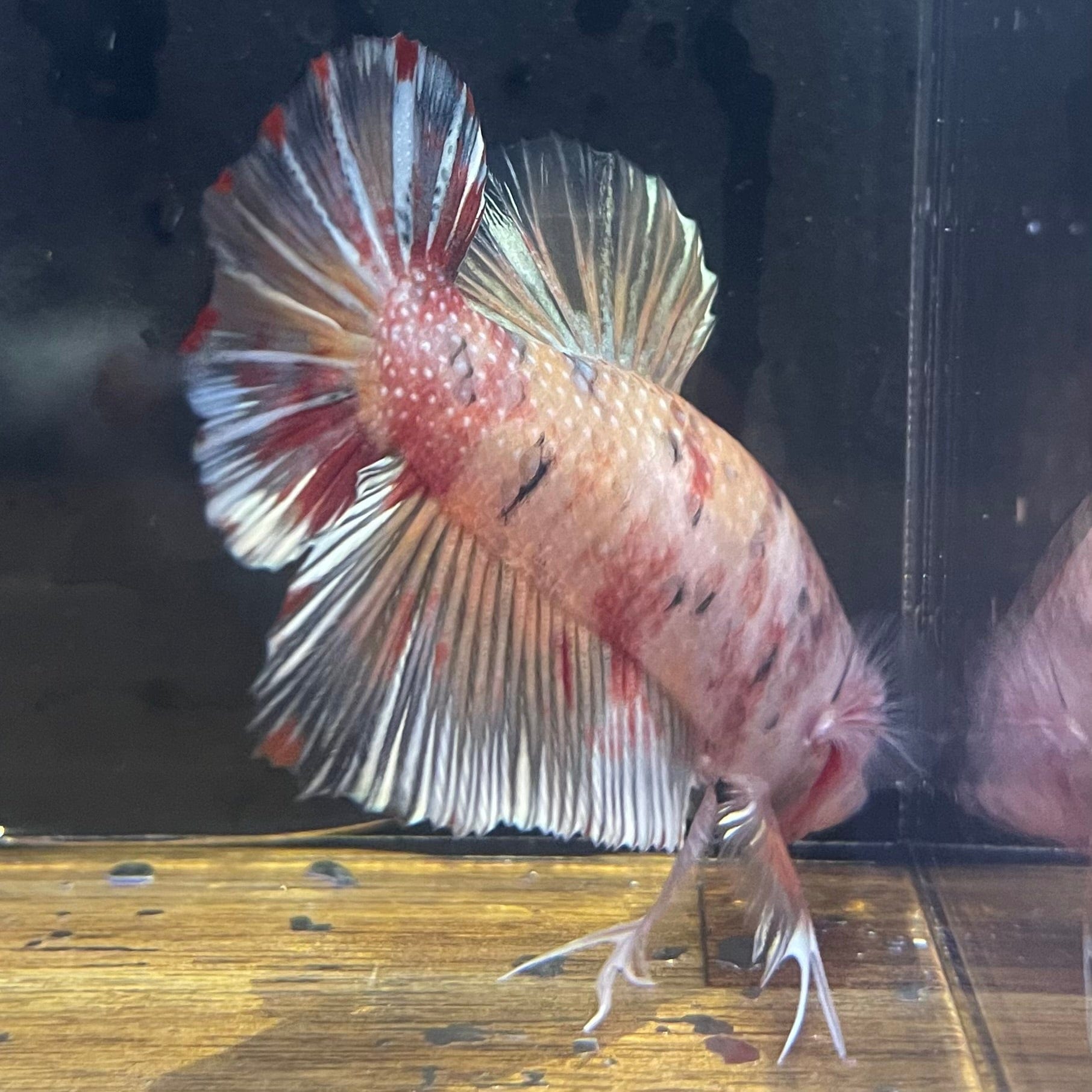 the-fish-farm Premium Male Betta Giant Plakat Multi-Coloured Male Betta - One Only - 8 Buy this Giant Plakat Multi-Coloured Male Betta - One Only - 1 in Australia