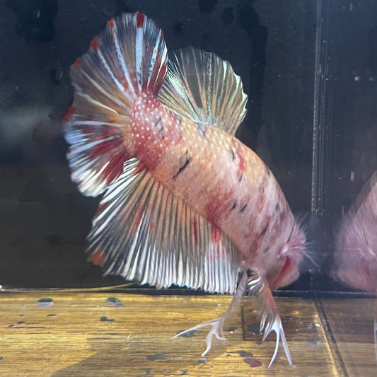 the-fish-farm Premium Male Betta Giant Plakat Multi-Coloured Male Betta - One Only - 8 Buy this Giant Plakat Multi-Coloured Male Betta - One Only - 1 in Australia