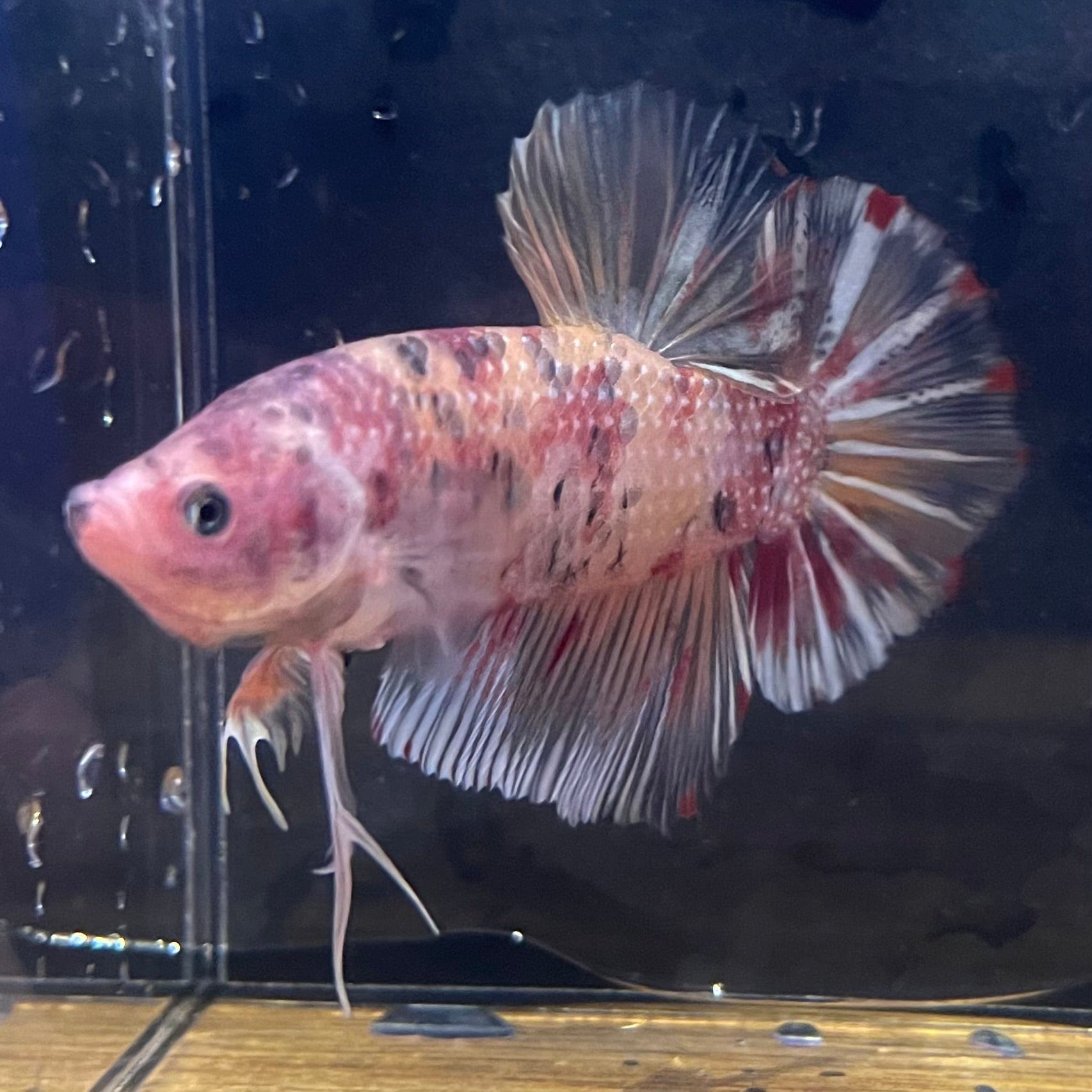 the-fish-farm Premium Male Betta Giant Plakat Multi-Coloured Male Betta - One Only - 8 Buy this Giant Plakat Multi-Coloured Male Betta - One Only - 1 in Australia