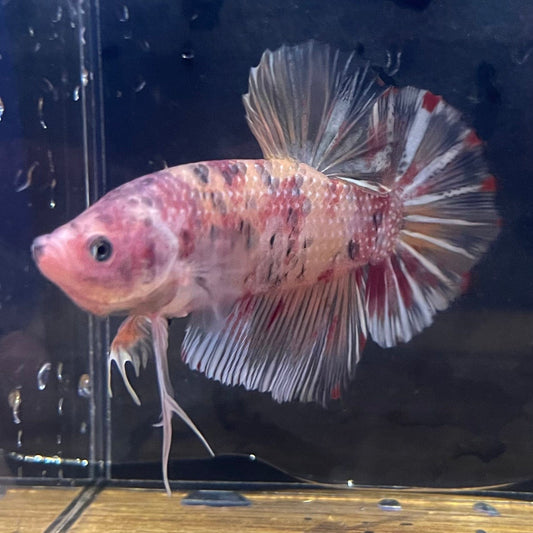 the-fish-farm Premium Male Betta Giant Plakat Multi-Coloured Male Betta - One Only - 8 Buy this Giant Plakat Multi-Coloured Male Betta - One Only - 1 in Australia