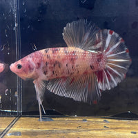 the-fish-farm Premium Male Betta Giant Plakat Multi-Coloured Male Betta - One Only - 8 Buy this Giant Plakat Multi-Coloured Male Betta - One Only - 1 in Australia