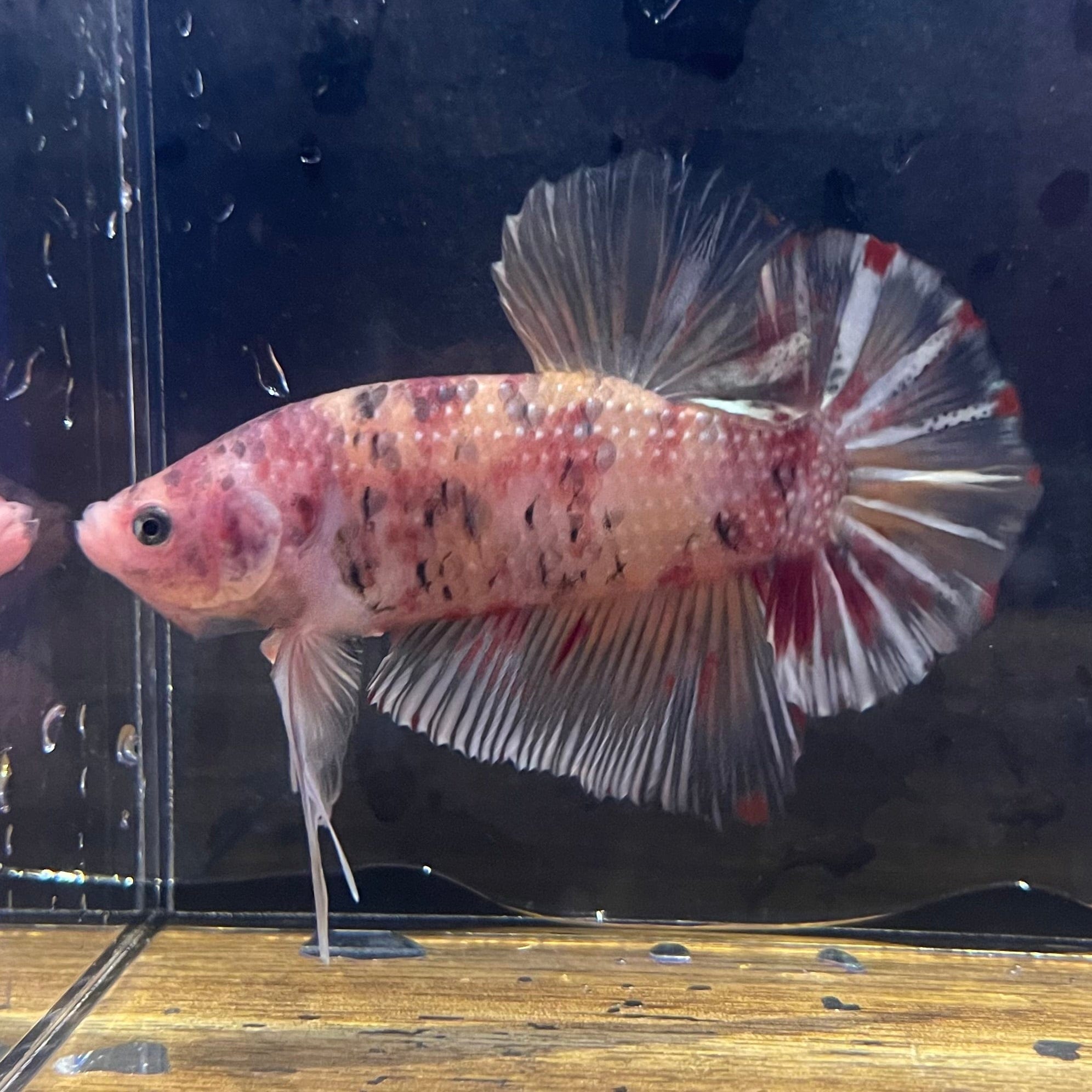 the-fish-farm Premium Male Betta Giant Plakat Multi-Coloured Male Betta - One Only - 8 Buy this Giant Plakat Multi-Coloured Male Betta - One Only - 1 in Australia