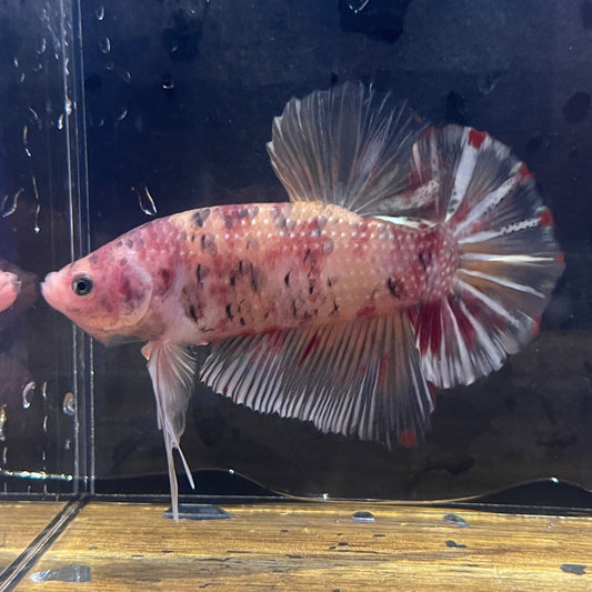 the-fish-farm Premium Male Betta Giant Plakat Multi-Coloured Male Betta - One Only - 8 Buy this Giant Plakat Multi-Coloured Male Betta - One Only - 1 in Australia