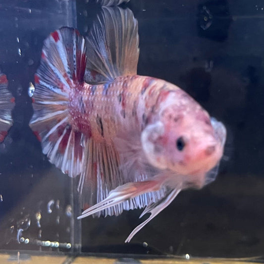 the-fish-farm Premium Male Betta Giant Plakat Multi-Coloured Male Betta - One Only - 8 Buy this Giant Plakat Multi-Coloured Male Betta - One Only - 1 in Australia