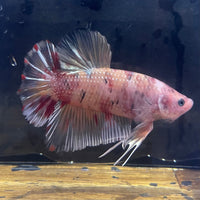 the-fish-farm Premium Male Betta Giant Plakat Multi-Coloured Male Betta - One Only - 8 Buy this Giant Plakat Multi-Coloured Male Betta - One Only - 1 in Australia