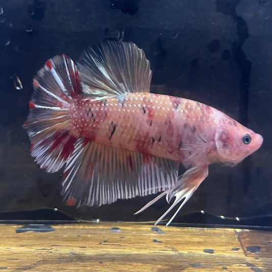 the-fish-farm Premium Male Betta Giant Plakat Multi-Coloured Male Betta - One Only - 8 Buy this Giant Plakat Multi-Coloured Male Betta - One Only - 1 in Australia