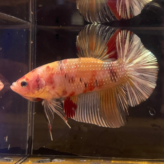 the-fish-farm Premium Male Betta Giant Plakat Multi-Coloured Male Betta - One Only - 9 Buy this Giant Plakat Multi-Coloured Male Betta - One Only - 1 in Australia