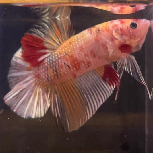 the-fish-farm Premium Male Betta Giant Plakat Multi-Coloured Male Betta - One Only - 9 Buy this Giant Plakat Multi-Coloured Male Betta - One Only - 1 in Australia