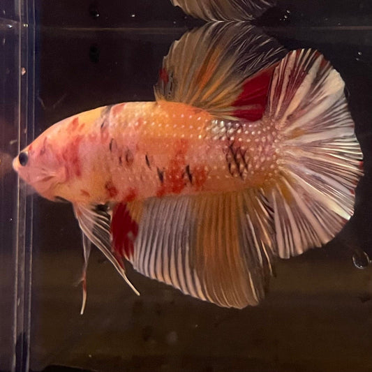 the-fish-farm Premium Male Betta Giant Plakat Multi-Coloured Male Betta - One Only - 9 Buy this Giant Plakat Multi-Coloured Male Betta - One Only - 1 in Australia