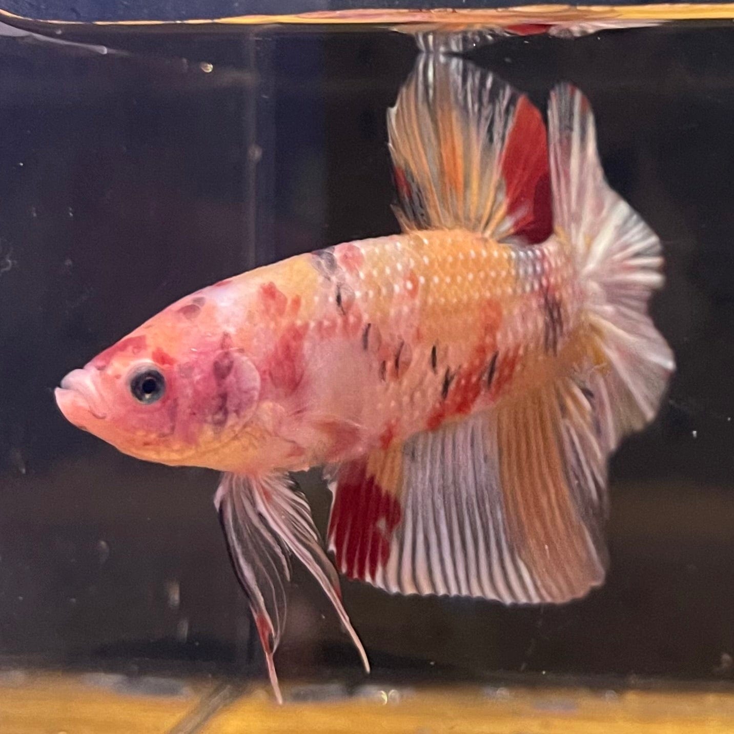 the-fish-farm Premium Male Betta Giant Plakat Multi-Coloured Male Betta - One Only - 9 Buy this Giant Plakat Multi-Coloured Male Betta - One Only - 1 in Australia