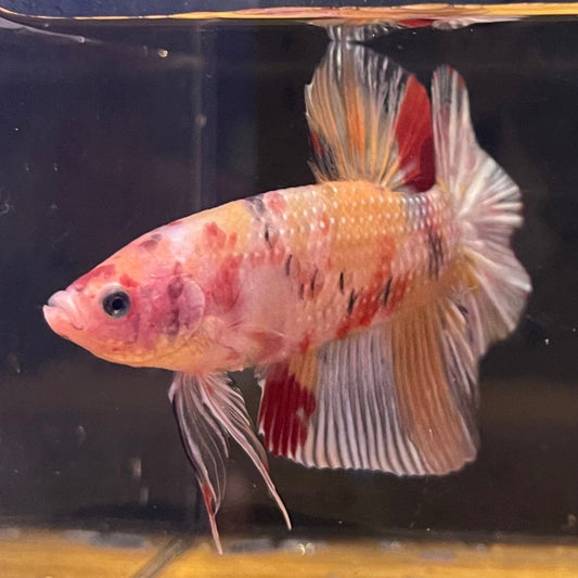 the-fish-farm Premium Male Betta Giant Plakat Multi-Coloured Male Betta - One Only - 9 Buy this Giant Plakat Multi-Coloured Male Betta - One Only - 1 in Australia
