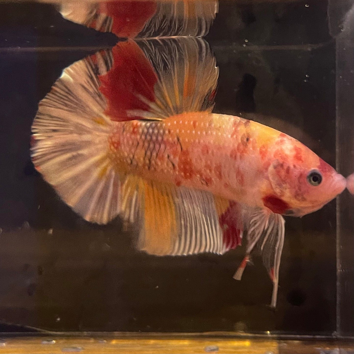 the-fish-farm Premium Male Betta Giant Plakat Multi-Coloured Male Betta - One Only - 9 Buy this Giant Plakat Multi-Coloured Male Betta - One Only - 1 in Australia