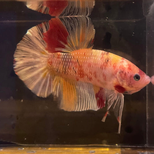 the-fish-farm Premium Male Betta Giant Plakat Multi-Coloured Male Betta - One Only - 9 Buy this Giant Plakat Multi-Coloured Male Betta - One Only - 1 in Australia