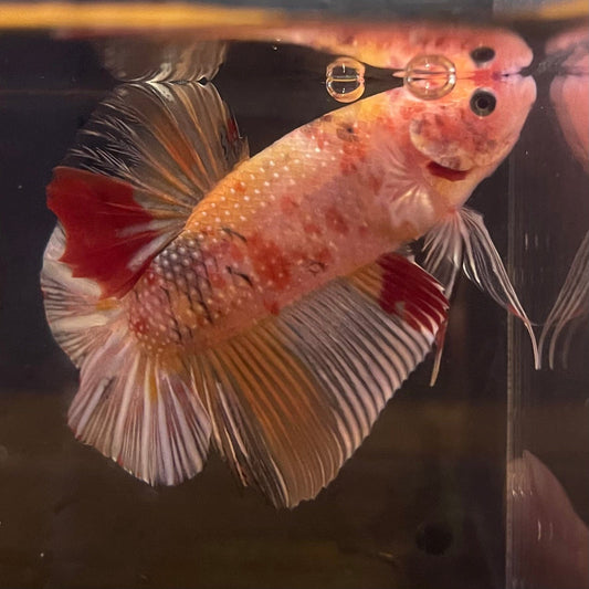 the-fish-farm Premium Male Betta Giant Plakat Multi-Coloured Male Betta - One Only - 9 Buy this Giant Plakat Multi-Coloured Male Betta - One Only - 1 in Australia
