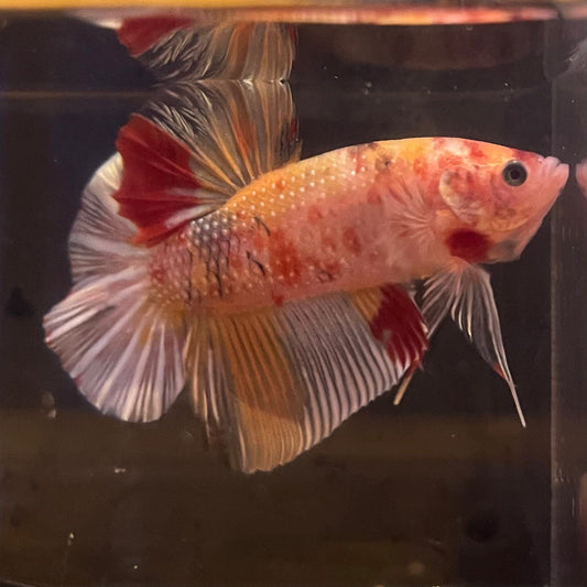 the-fish-farm Premium Male Betta Giant Plakat Multi-Coloured Male Betta - One Only - 9 Buy this Giant Plakat Multi-Coloured Male Betta - One Only - 1 in Australia
