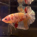 the-fish-farm Premium Male Betta Giant Plakat Multi-Coloured Male Betta - One Only - 9 Buy this Giant Plakat Multi-Coloured Male Betta - One Only - 1 in Australia