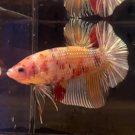 the-fish-farm Premium Male Betta Giant Plakat Multi-Coloured Male Betta - One Only - 9 Buy this Giant Plakat Multi-Coloured Male Betta - One Only - 1 in Australia