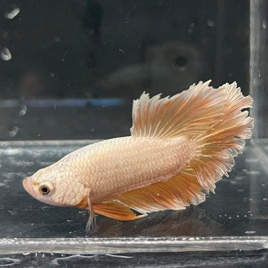 the-fish-farm Premium Male Betta Gold Halfmoon Premium Male Betta - One Only - 1 Buy Gold Halfmoon Male Bettas at The Fish Farm Australia
