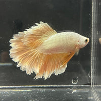 the-fish-farm Premium Male Betta Gold Halfmoon Premium Male Betta - One Only - 1 Buy Gold Halfmoon Male Bettas at The Fish Farm Australia