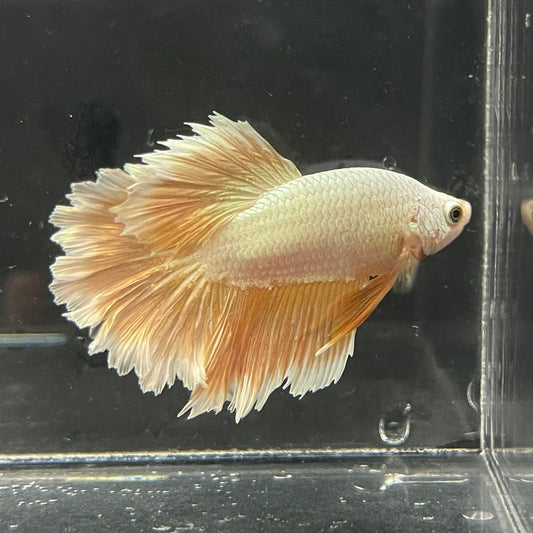 the-fish-farm Premium Male Betta Gold Halfmoon Premium Male Betta - One Only - 1 Buy Gold Halfmoon Male Bettas at The Fish Farm Australia