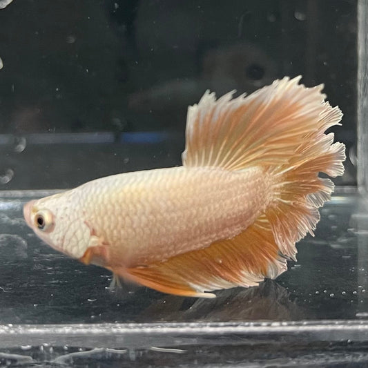 the-fish-farm Premium Male Betta Gold Halfmoon Premium Male Betta - One Only - 1 Buy Gold Halfmoon Male Bettas at The Fish Farm Australia
