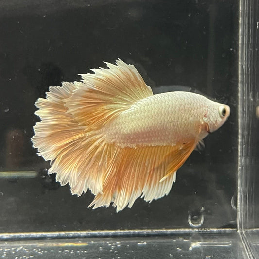 the-fish-farm Premium Male Betta Gold Halfmoon Premium Male Betta - One Only - 1 Buy Gold Halfmoon Male Bettas at The Fish Farm Australia