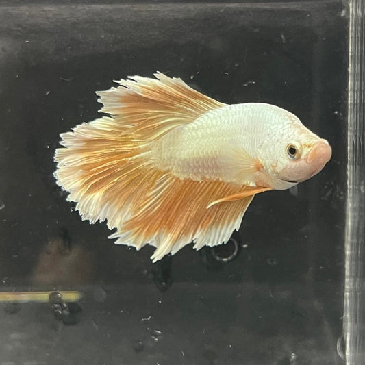 the-fish-farm Premium Male Betta Gold Halfmoon Premium Male Betta - One Only - 1 Buy Gold Halfmoon Male Bettas at The Fish Farm Australia