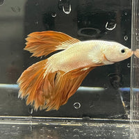 the-fish-farm Premium Male Betta Gold Halfmoon Premium Male Betta - One Only - 10 Buy Gold Halfmoon Male Bettas at The Fish Farm Australia