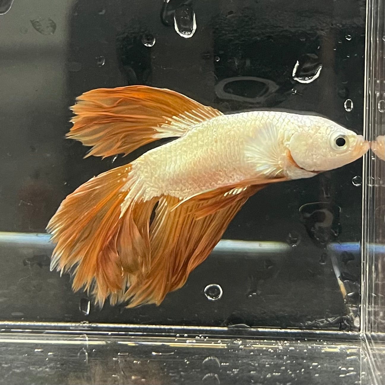 the-fish-farm Premium Male Betta Gold Halfmoon Premium Male Betta - One Only - 10 Buy Gold Halfmoon Male Bettas at The Fish Farm Australia