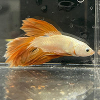 the-fish-farm Premium Male Betta Gold Halfmoon Premium Male Betta - One Only - 10 Buy Gold Halfmoon Male Bettas at The Fish Farm Australia