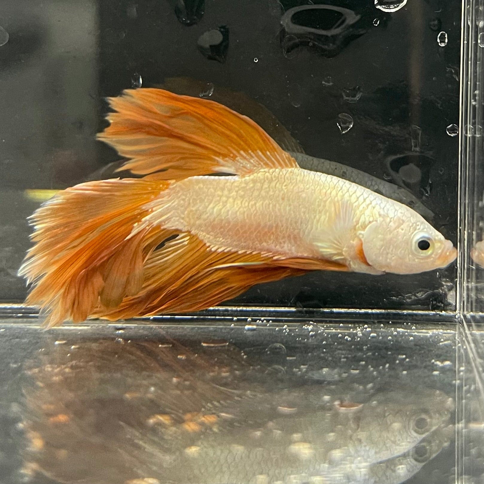 the-fish-farm Premium Male Betta Gold Halfmoon Premium Male Betta - One Only - 10 Buy Gold Halfmoon Male Bettas at The Fish Farm Australia