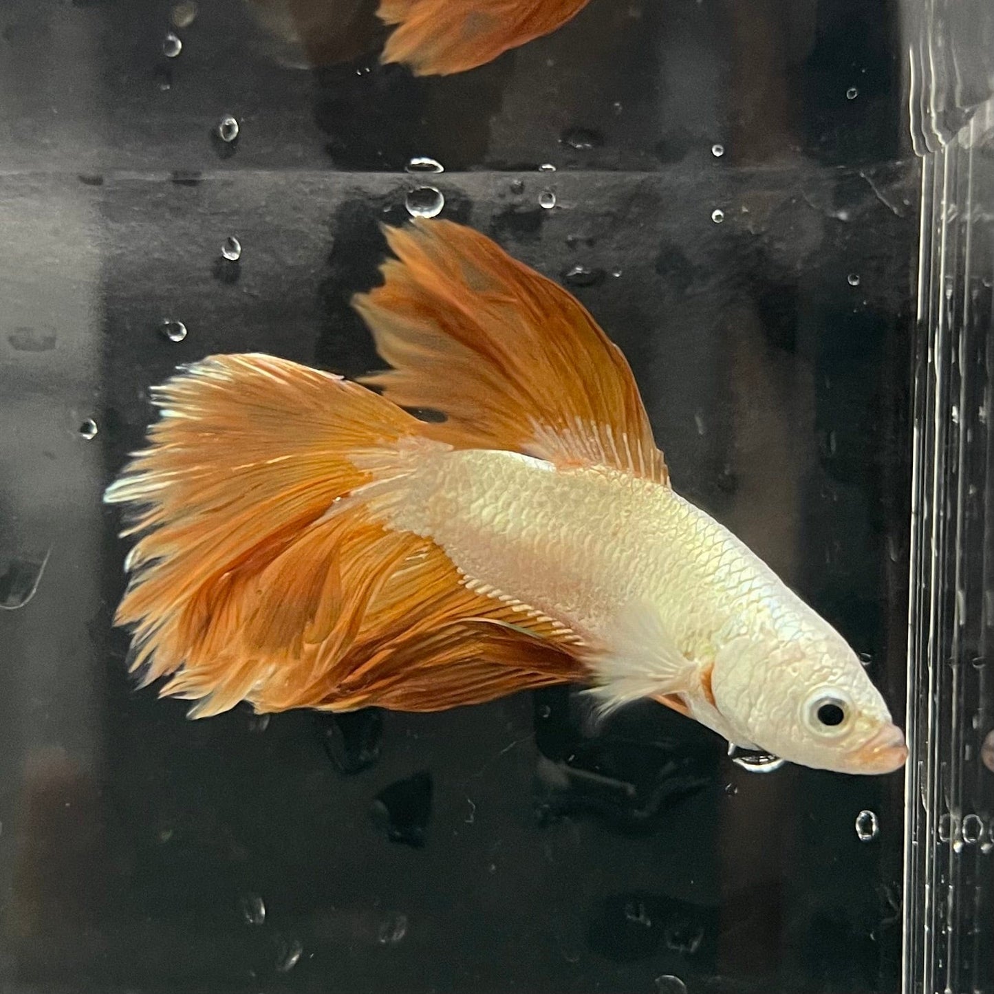 the-fish-farm Premium Male Betta Gold Halfmoon Premium Male Betta - One Only - 10 Buy Gold Halfmoon Male Bettas at The Fish Farm Australia