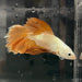 the-fish-farm Premium Male Betta Gold Halfmoon Premium Male Betta - One Only - 10 Buy Gold Halfmoon Male Bettas at The Fish Farm Australia