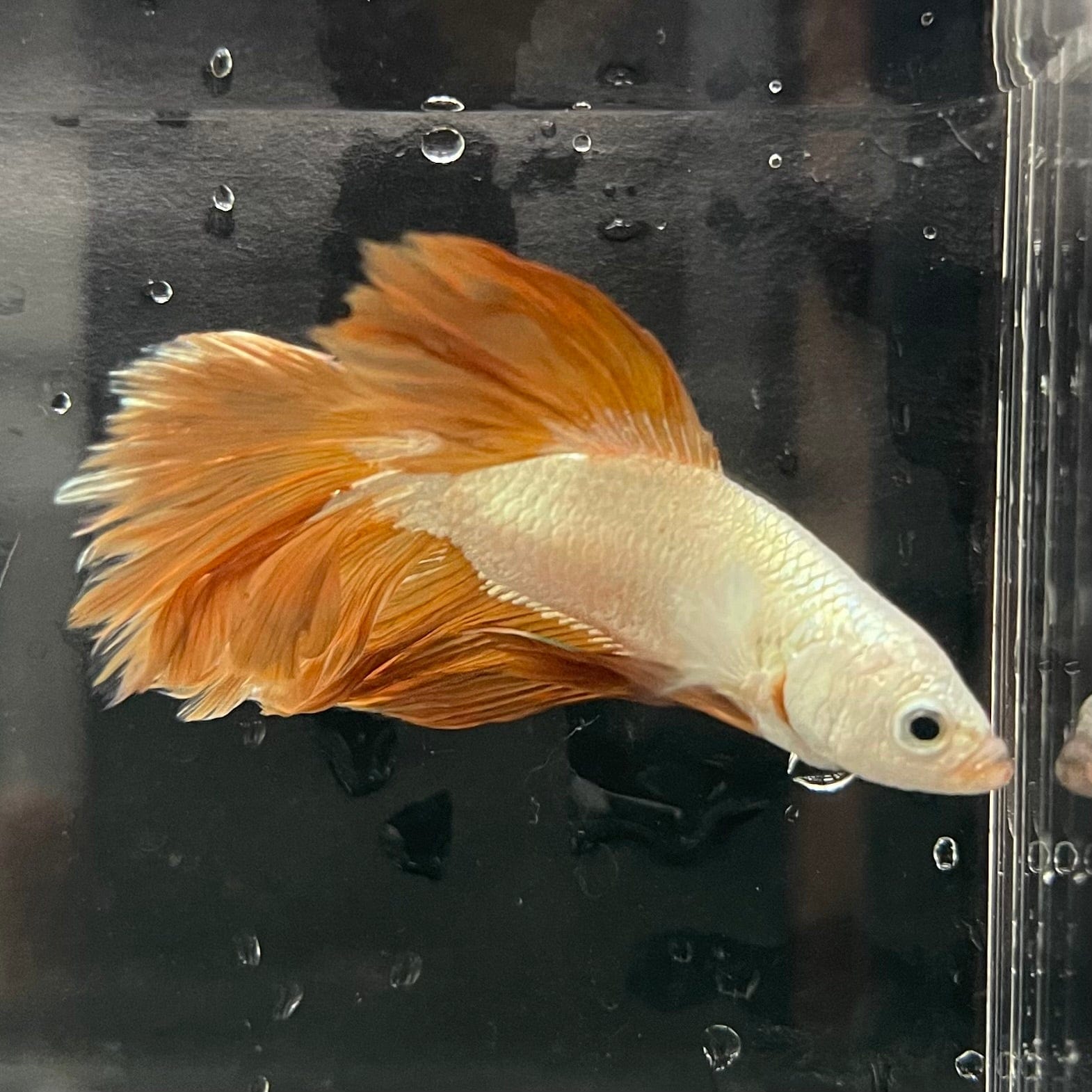 the-fish-farm Premium Male Betta Gold Halfmoon Premium Male Betta - One Only - 10 Buy Gold Halfmoon Male Bettas at The Fish Farm Australia