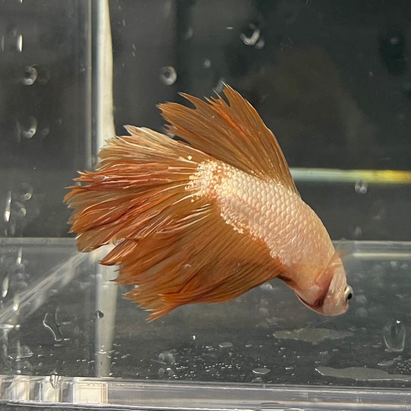 the-fish-farm Premium Male Betta Gold Halfmoon Premium Male Betta - One Only - 11 Buy Gold Halfmoon Male Bettas at The Fish Farm Australia