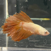 the-fish-farm Premium Male Betta Gold Halfmoon Premium Male Betta - One Only - 11 Buy Gold Halfmoon Male Bettas at The Fish Farm Australia