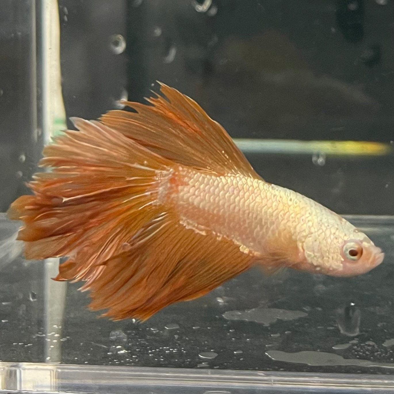 the-fish-farm Premium Male Betta Gold Halfmoon Premium Male Betta - One Only - 11 Buy Gold Halfmoon Male Bettas at The Fish Farm Australia