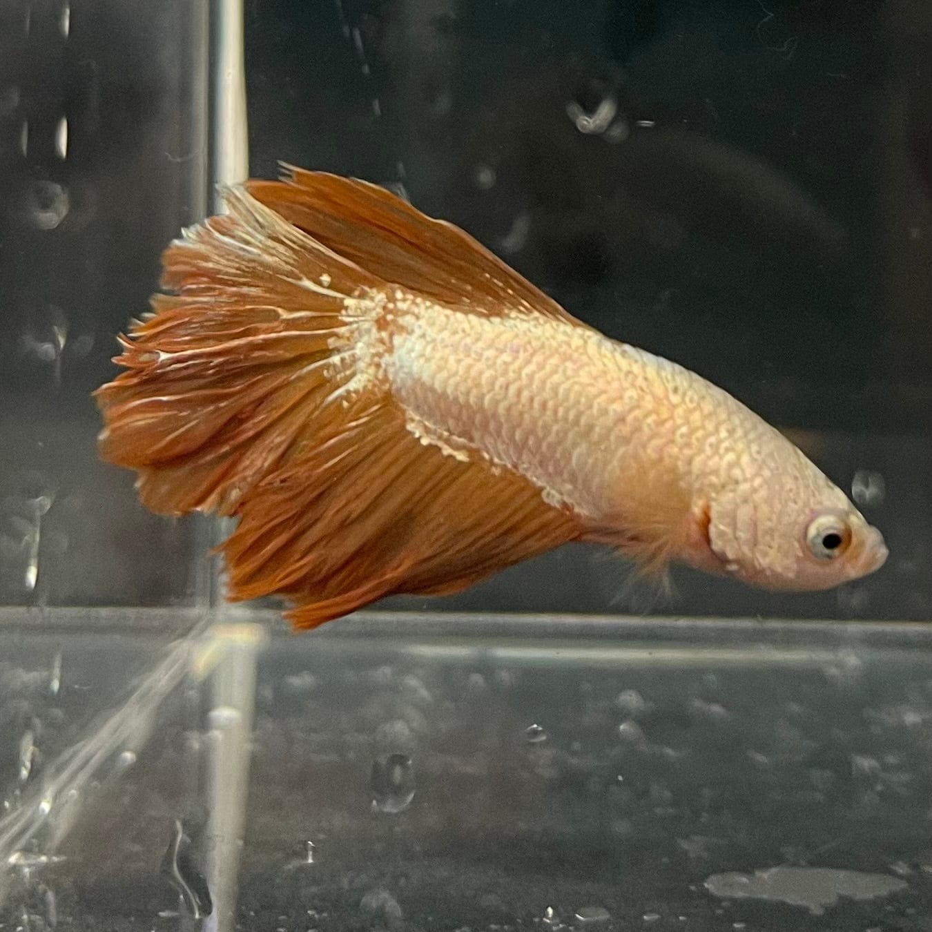 the-fish-farm Premium Male Betta Gold Halfmoon Premium Male Betta - One Only - 11 Buy Gold Halfmoon Male Bettas at The Fish Farm Australia