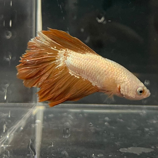 the-fish-farm Premium Male Betta Gold Halfmoon Premium Male Betta - One Only - 11 Buy Gold Halfmoon Male Bettas at The Fish Farm Australia