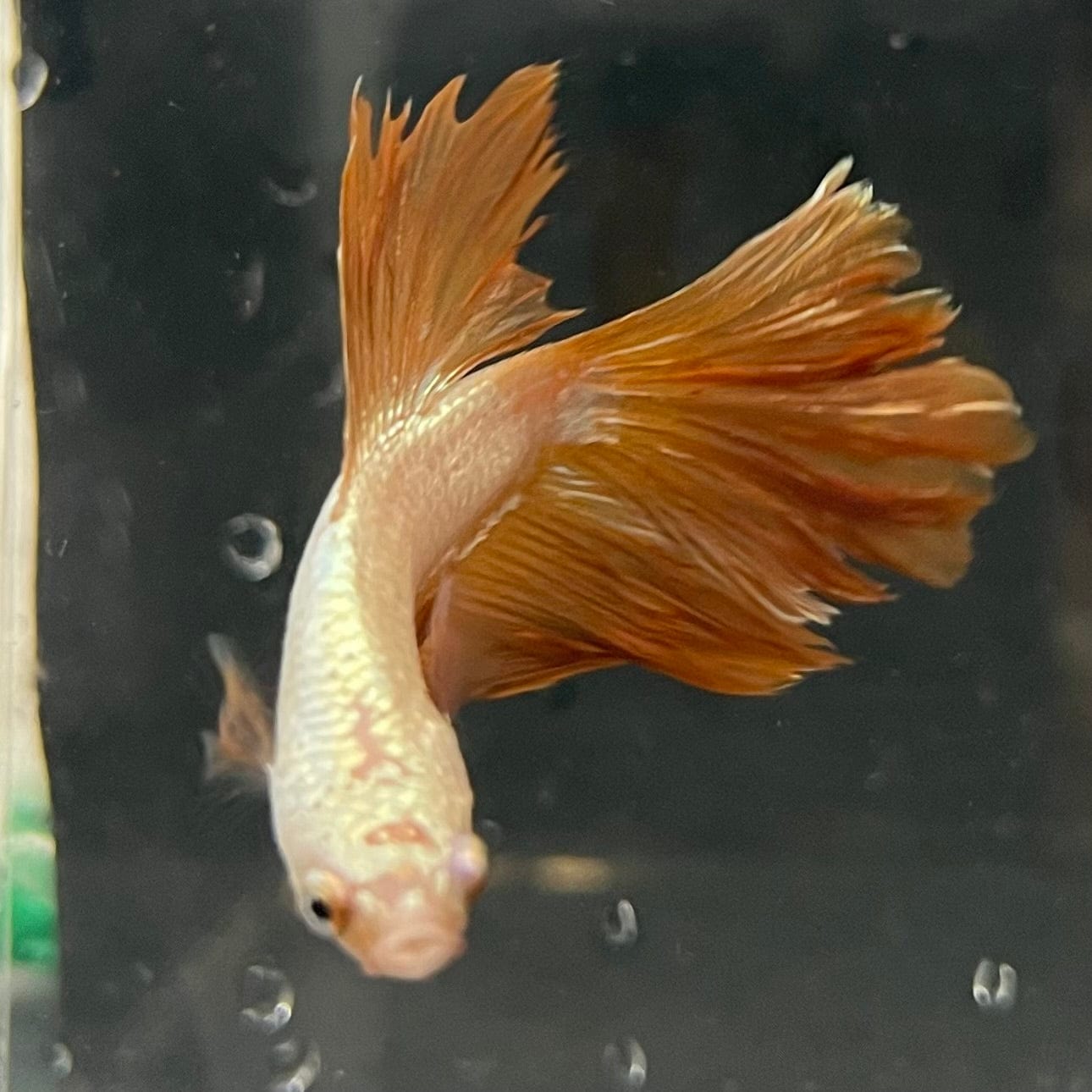 the-fish-farm Premium Male Betta Gold Halfmoon Premium Male Betta - One Only - 11 Buy Gold Halfmoon Male Bettas at The Fish Farm Australia