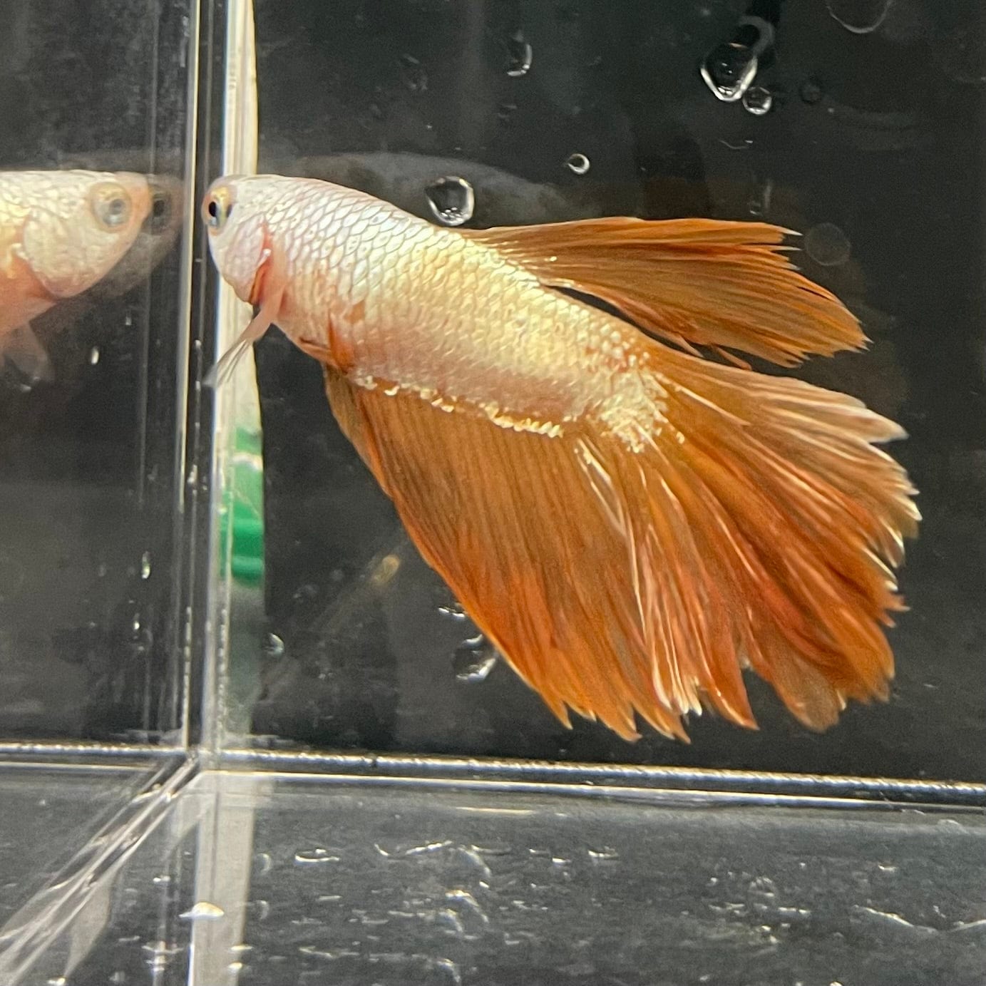 the-fish-farm Premium Male Betta Gold Halfmoon Premium Male Betta - One Only - 11 Buy Gold Halfmoon Male Bettas at The Fish Farm Australia