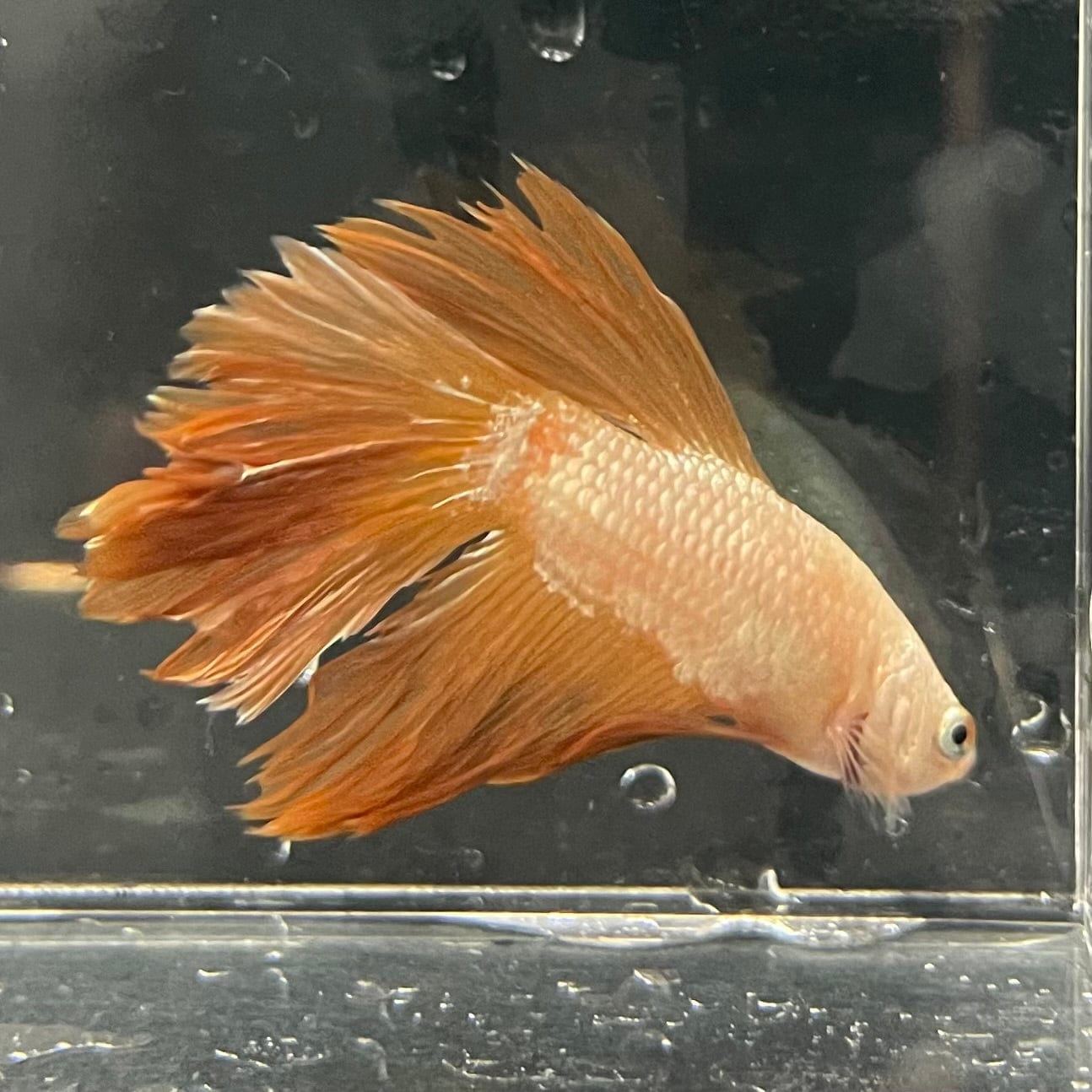 the-fish-farm Premium Male Betta Gold Halfmoon Premium Male Betta - One Only - 11 Buy Gold Halfmoon Male Bettas at The Fish Farm Australia