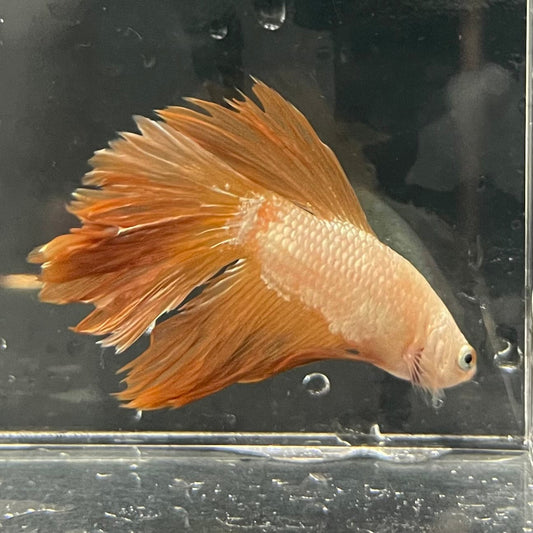 the-fish-farm Premium Male Betta Gold Halfmoon Premium Male Betta - One Only - 11 Buy Gold Halfmoon Male Bettas at The Fish Farm Australia