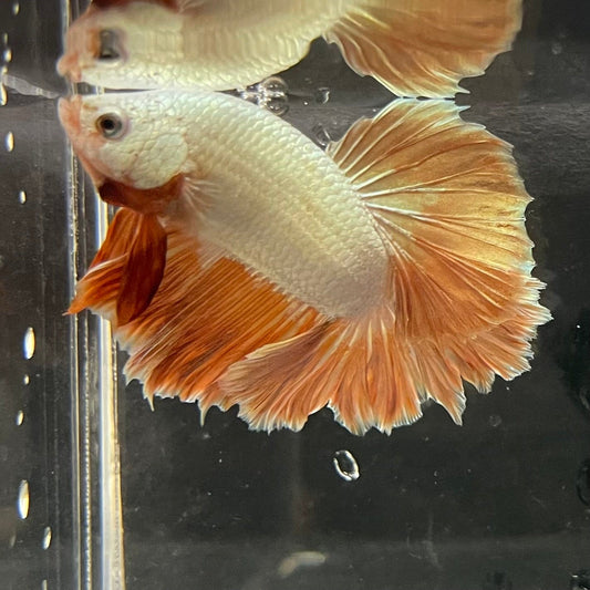 the-fish-farm Premium Male Betta Gold Halfmoon Premium Male Betta - One Only - 2 Buy Gold Halfmoon Male Bettas at The Fish Farm Australia